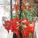 Bresan トロギール